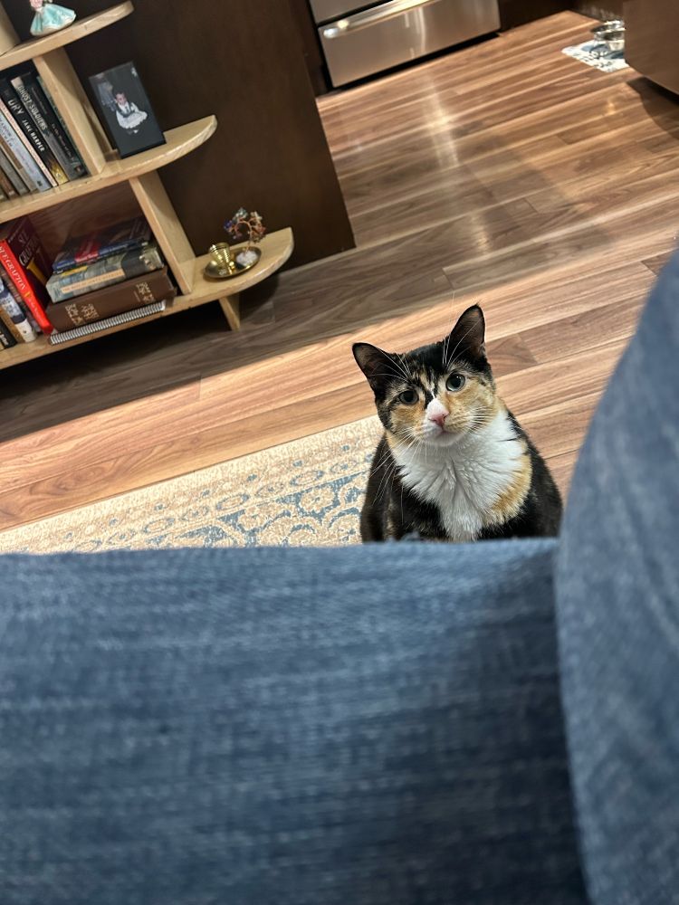 Grace looks forlorn. She obviously wants to come up on my lap but wants me to coax her up. Calico cat. 
