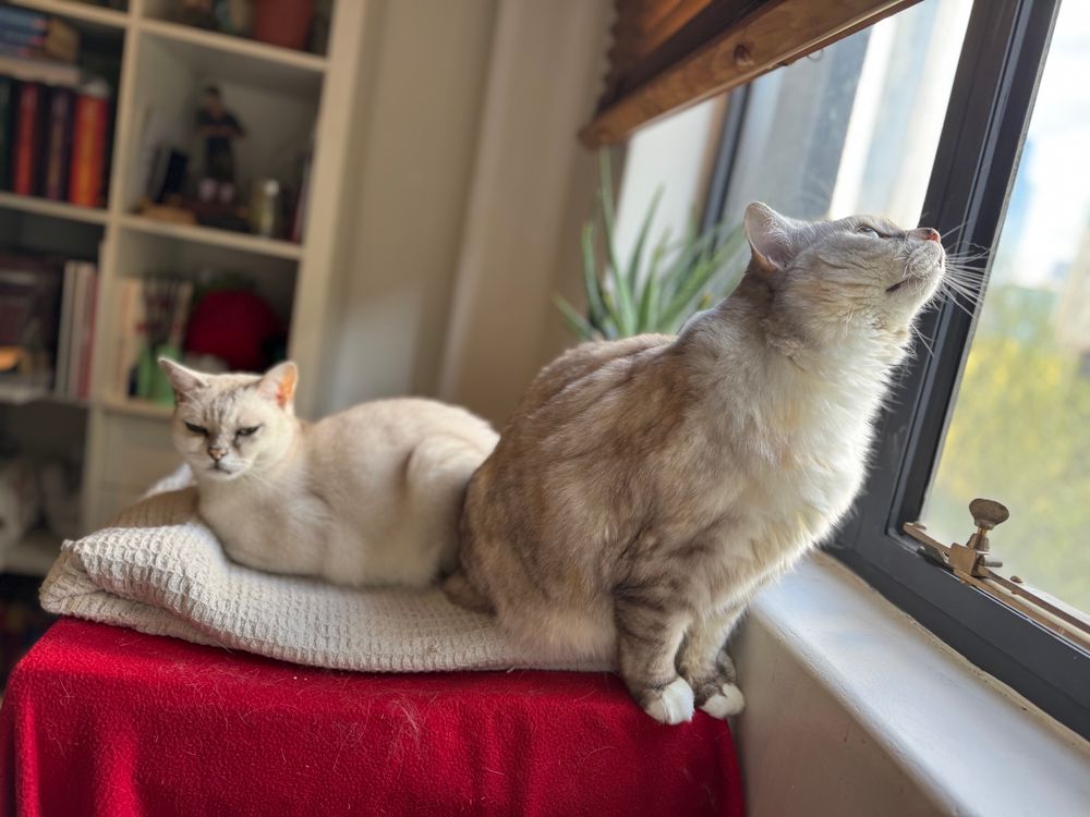 Two cats sitting butt to butt