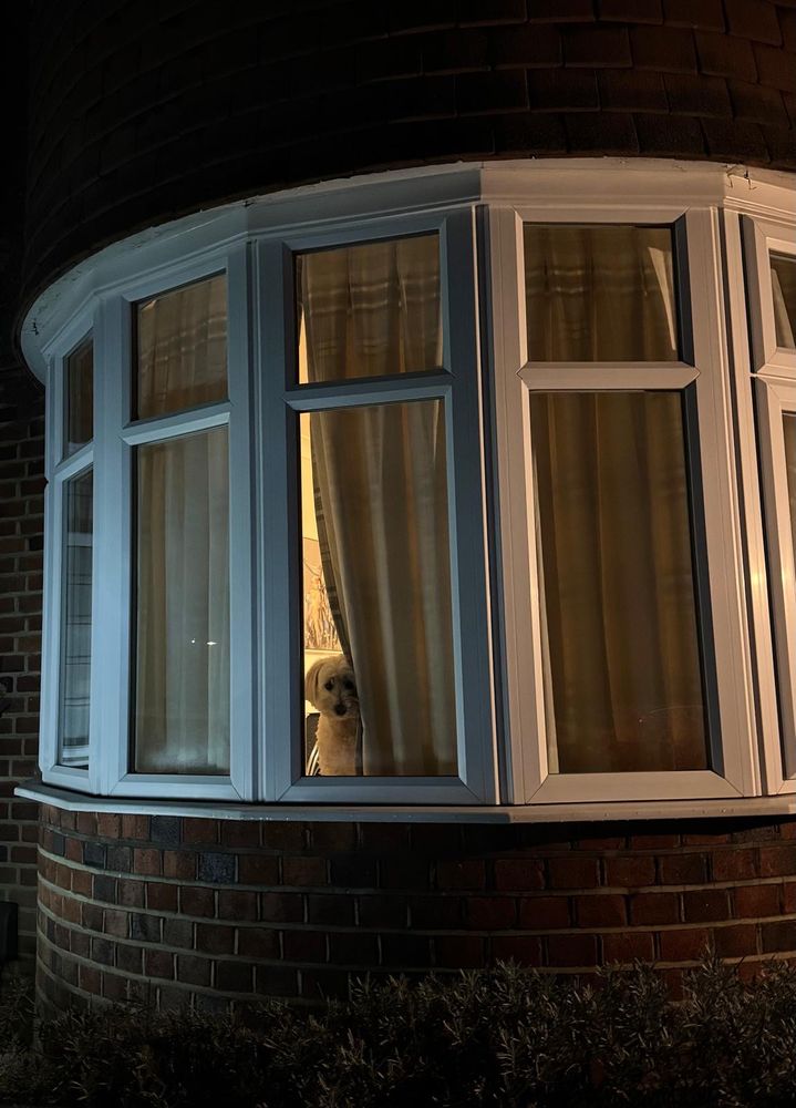 Front of the head and upper body of a dog looking through curtains from the outside.
