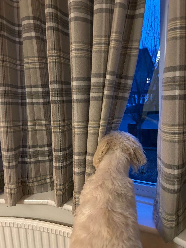 Back of the head and upper body of a dog looking through curtains from the inside.
