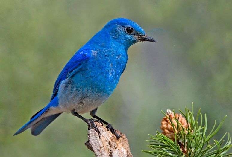 Image of a mountain bluebird which is entirely blue