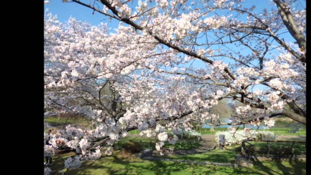 桜　②