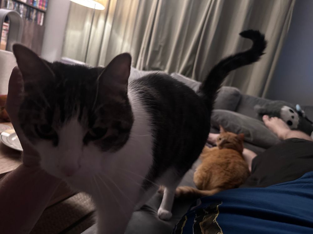 Two cats crawl over a man’s legs on a couch.