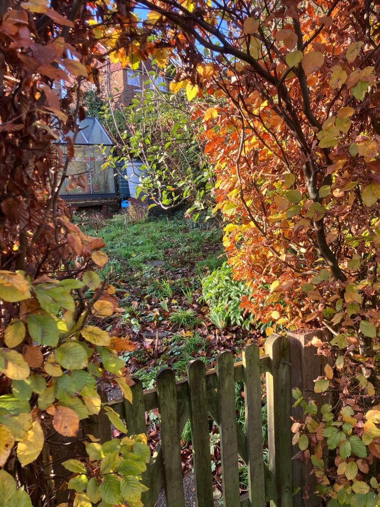 Beech hedge archway over wooden gate. 