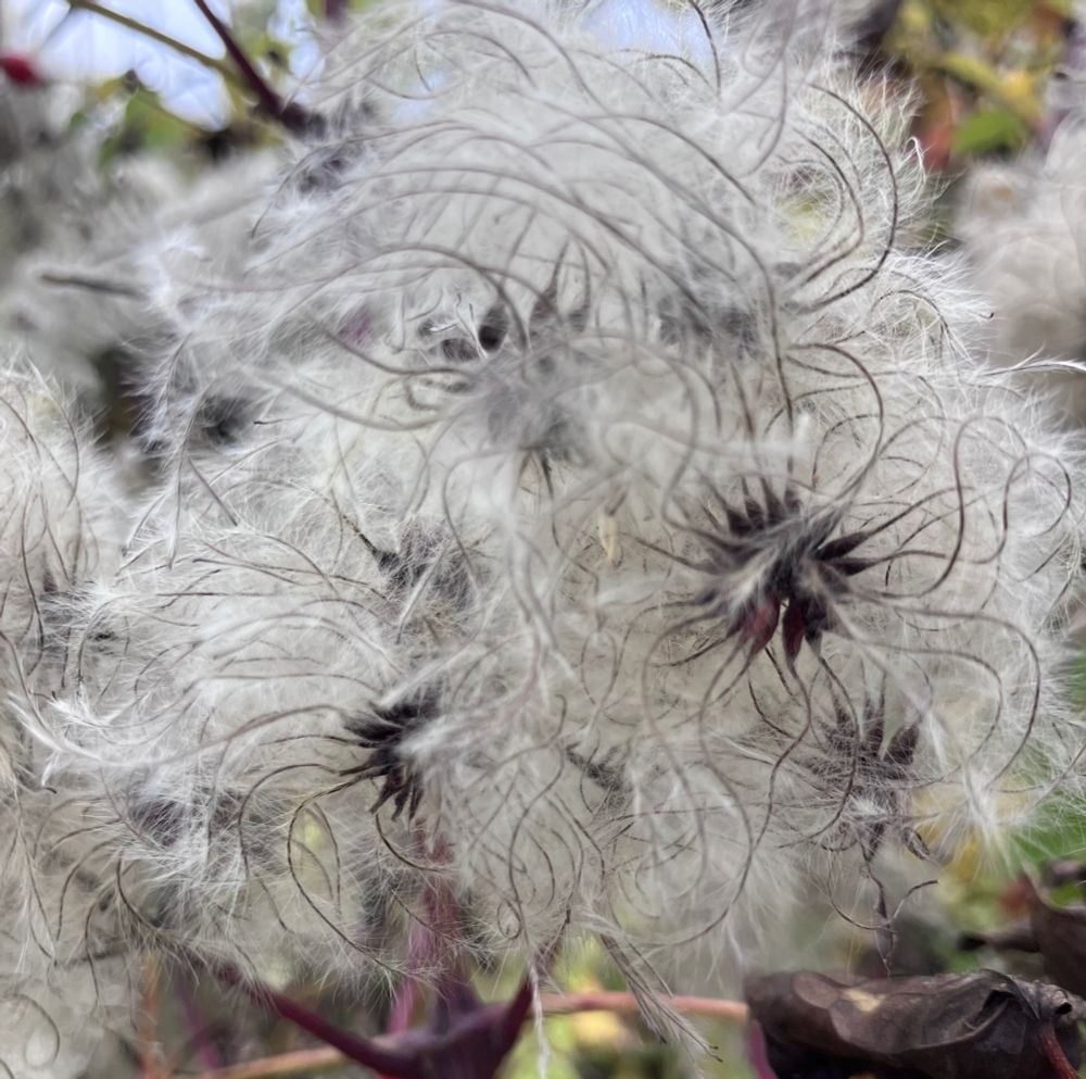 Swirling puffs of Old Man’s Beard 