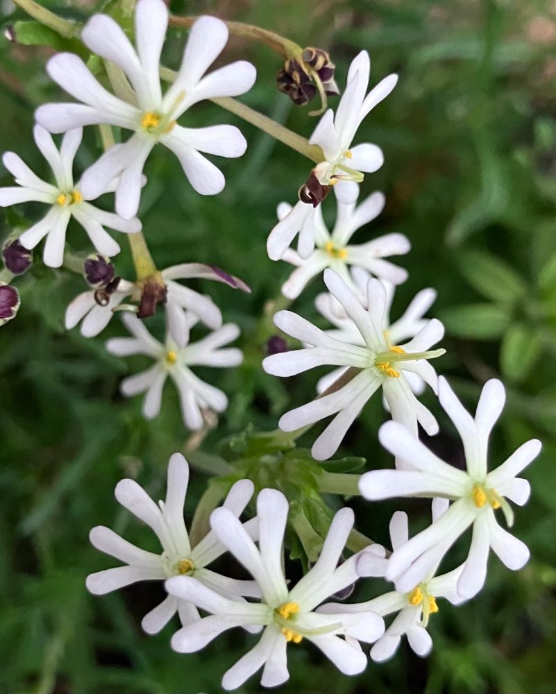 These white star phlox flowers open in the evening and through the night. You have to get close but they smell of sherbet and are called ‘midnight candy’. Such a lovely discovery. 