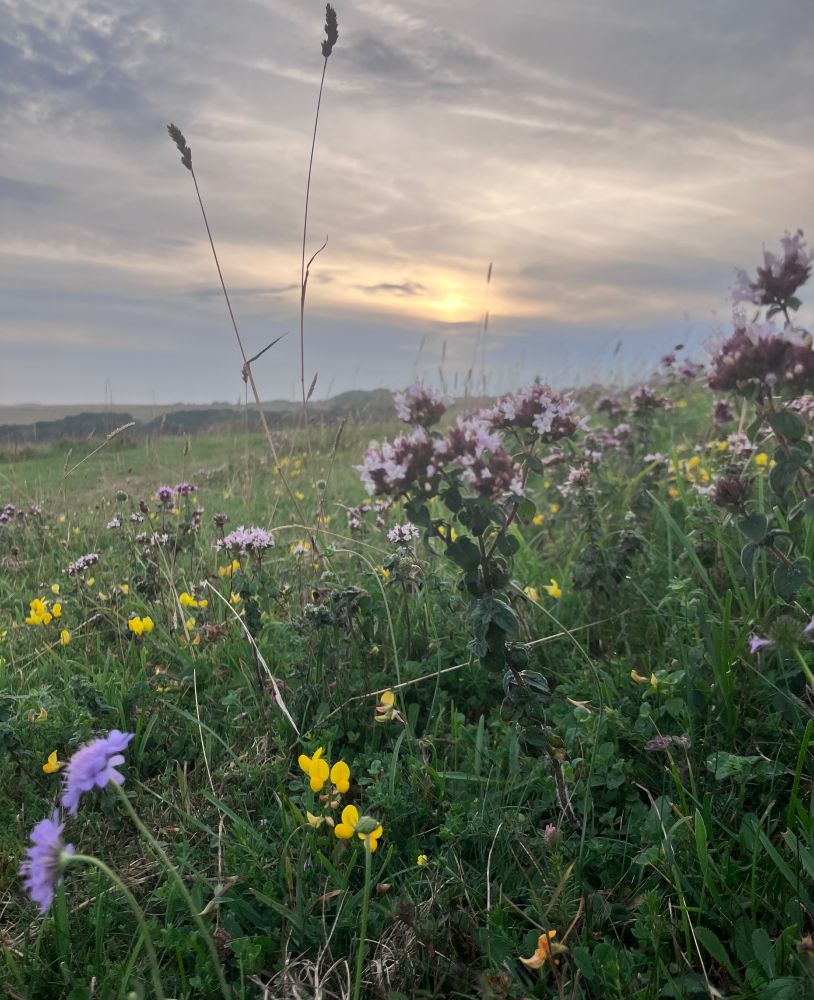 with field scabious, bird’s foot trefoil, wild marjoram and the ending of Orlando ringing through those hills. 