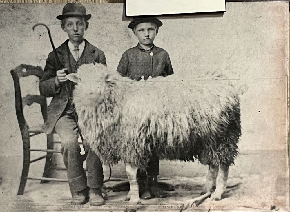 Early twentieth-century, black-and-white photo of two boys, one seated in a wooden chair, the other standing, both wearing bowler hats, and standing before a magnificent fuzzy sheep who is looking directly into the camera.
