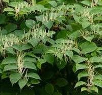 Knotweed from Wlki