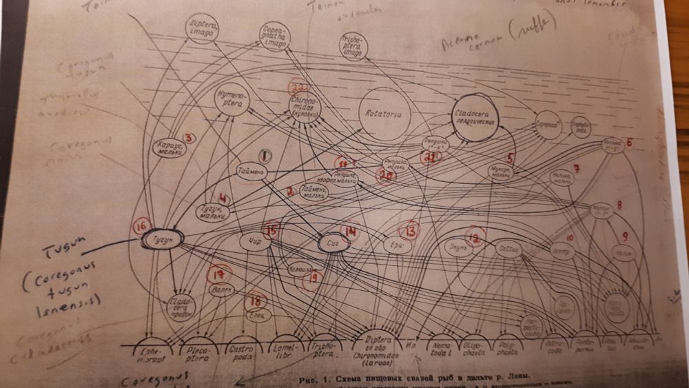 Lena River delta fish food web from. Pirozhnikov P. L. 1955. Questions in Ichthyology Vol 3: 164-185 (in Russian) draft fish names are my scribbles.see right image for codes to names