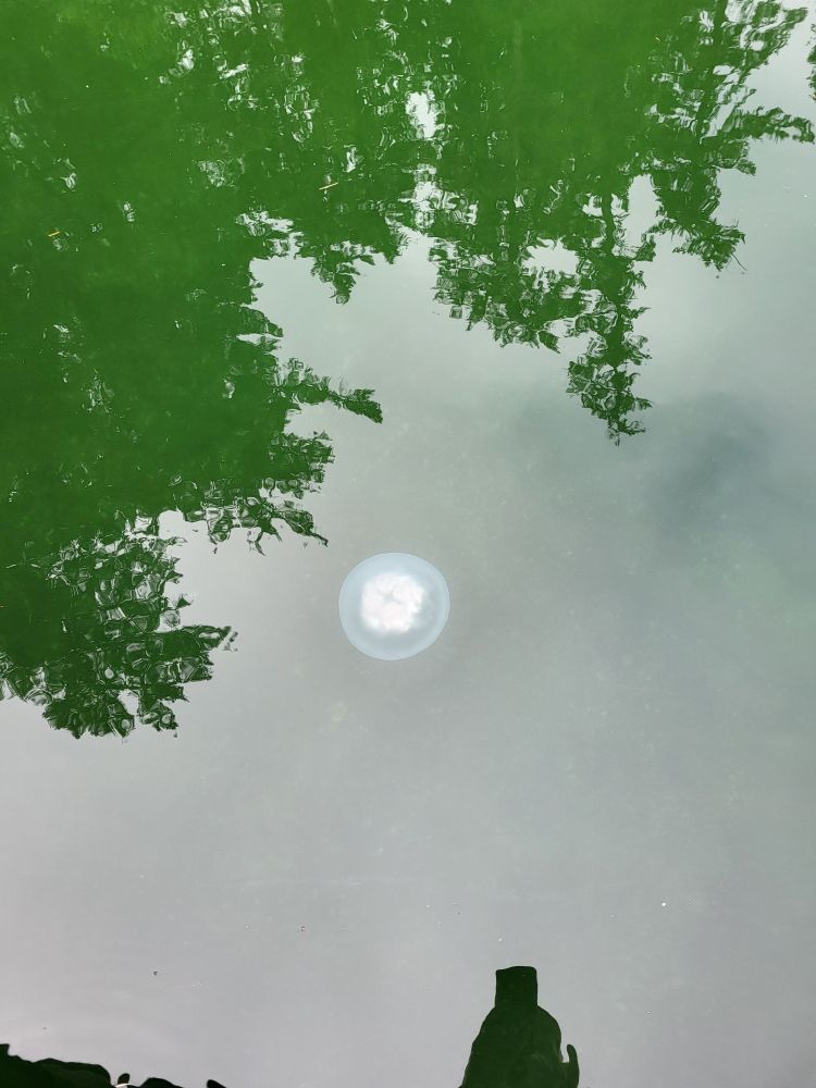Moon jellyfish in the marine riparian at high tide - fir tree branches reflected in the image