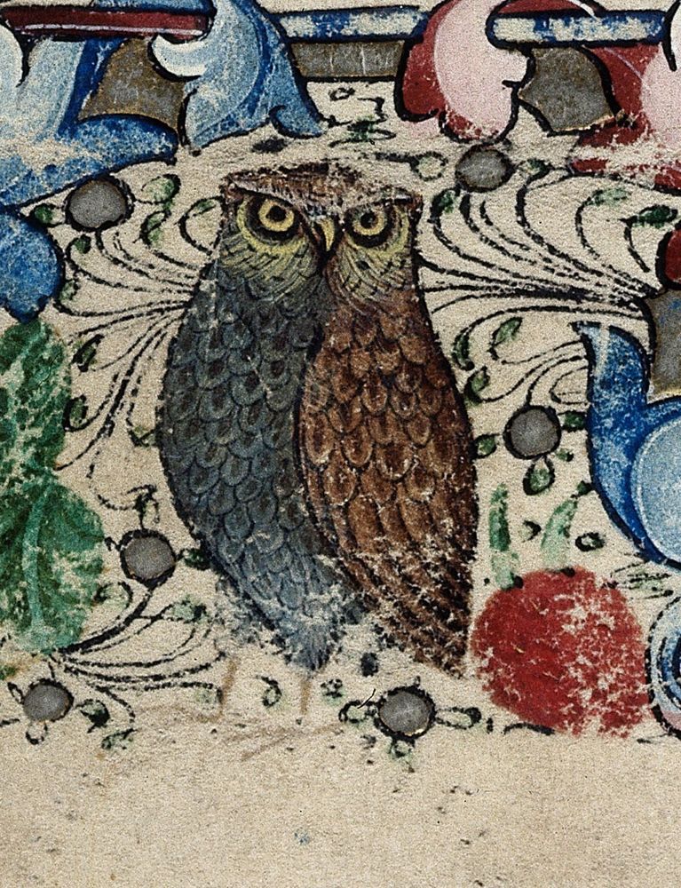 Medieval drawing of owl