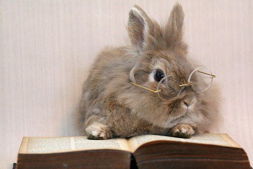 Rabbit wearing reading glasses sitting on open book