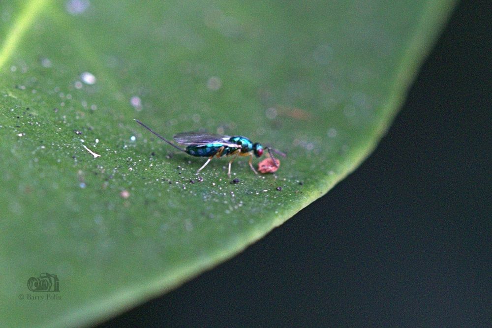 Tiny Green Wasp