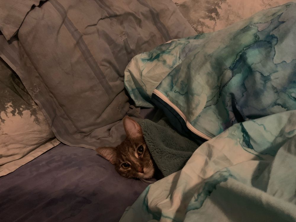 A cat under blankets, all tucked in