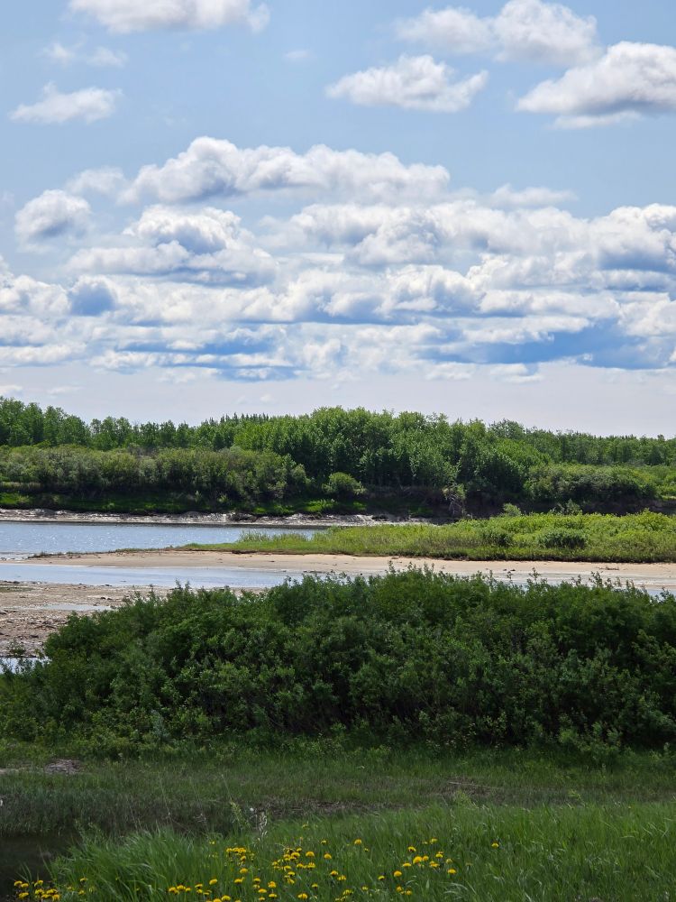 View over the Kattawapiskak Sipi (Attawapiskat River.) The sky is blue with fluffy clouds, there are long grasses and a forest on the other side of the river. 