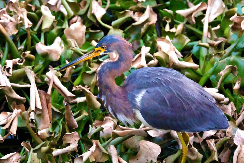 A Tricolored Heron in the leaves. It's mostly a grey blue with streaks of violent, especially on its neck, and white, with a yellow bill and legs.