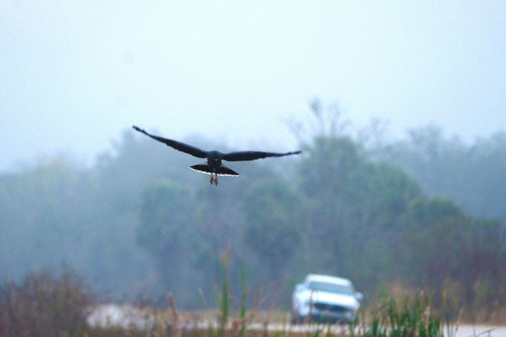 Snail kite flying, feet extended to show off it's big talons