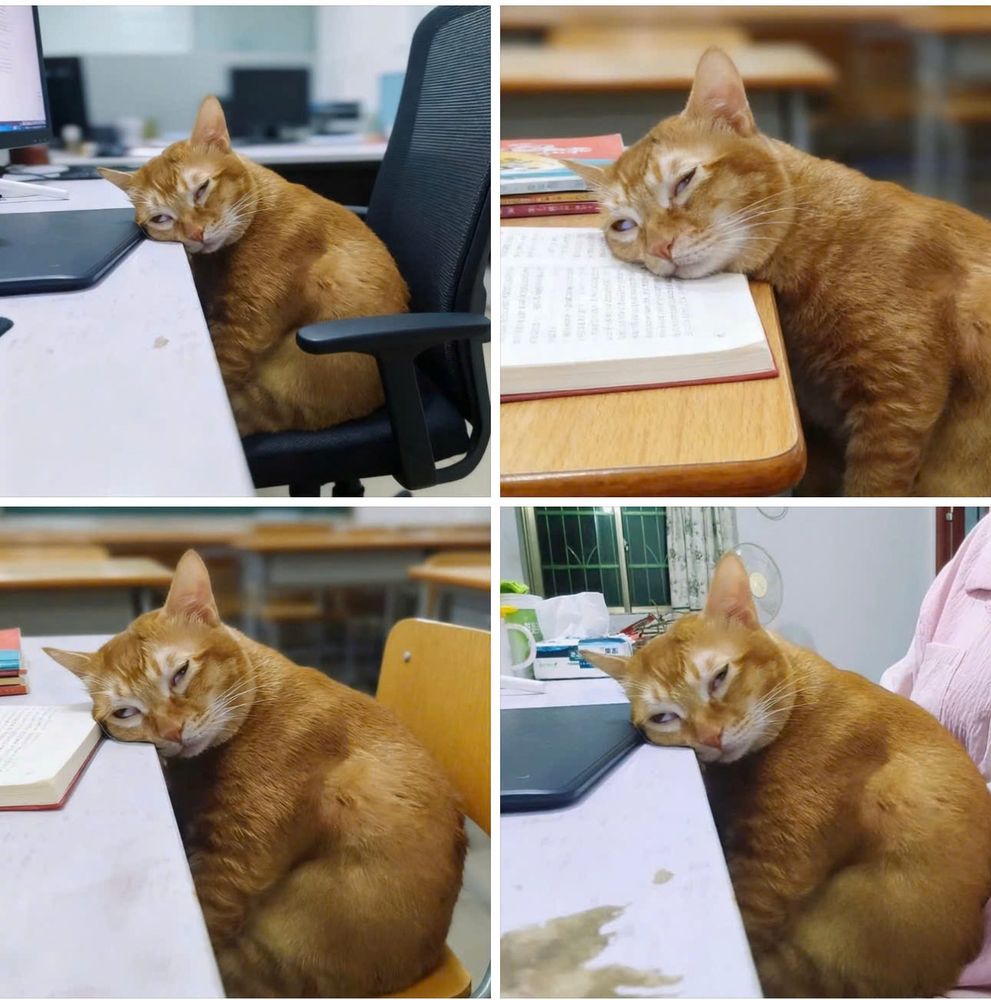 En sammensetning av fire bilder hvor en one orange braincell er komatøs over forskjellige bord.