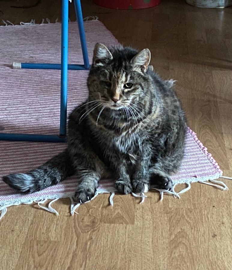 Den brunspraglete torbien Frida sitter på gulvet på en rød- og hvitstripete filleryer. Hun sitter rett på rompa, med forlabbene i midten.