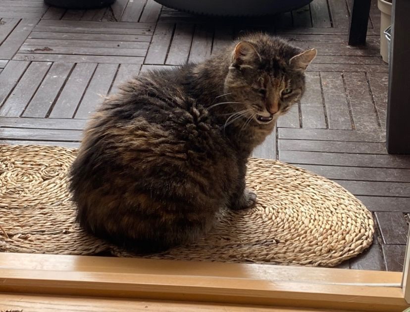 Den brunspraglete torbien Frida som sitter på en stråmatte med ryggen til og snur seg mot fotografen. Hun har munnen åpen og de to hjørnetennene hennes synes (hun lager en irritert mjauelyd).
