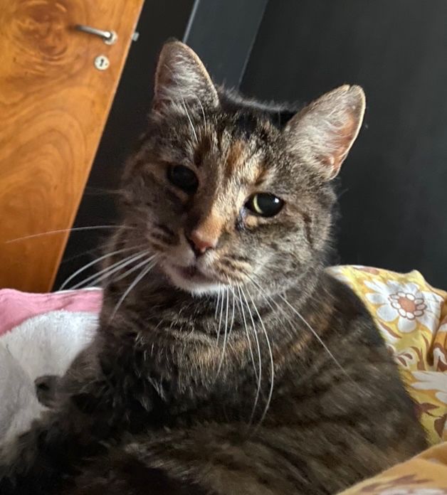 Torbien Frida sitter i et svart rom og ser direkte inn i kameraet.