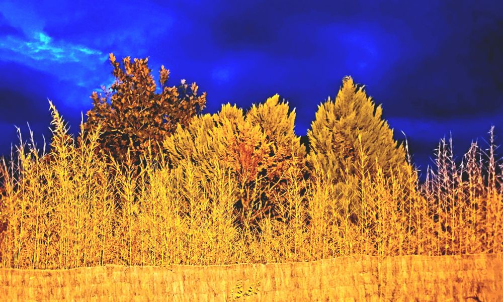 Gräser und Bäume in orange vor tintenblauem Himmel.
