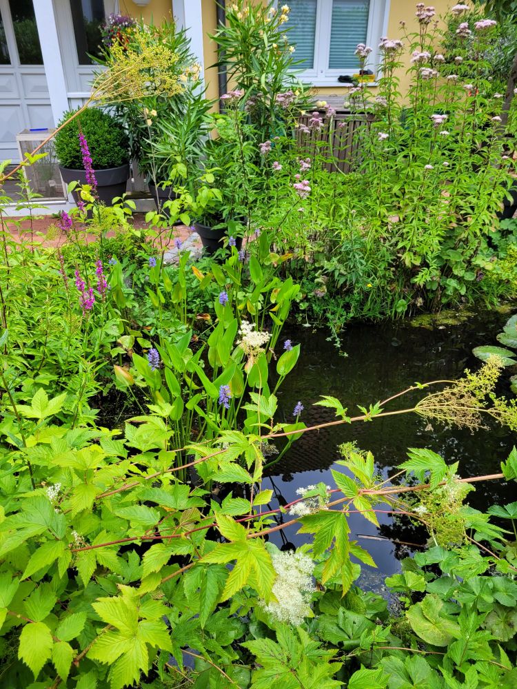 Gartenteich im Sommer. Im Hintergrund  links ein Teil einer weißen Veranda. Rechts ein weißes Fenster. Der Teicj im Vordergrund ust bewachsen mit blauem Hechtkraut, weißem Mädesüß, rosanem Wasserdost  und magentafarbene Blume.