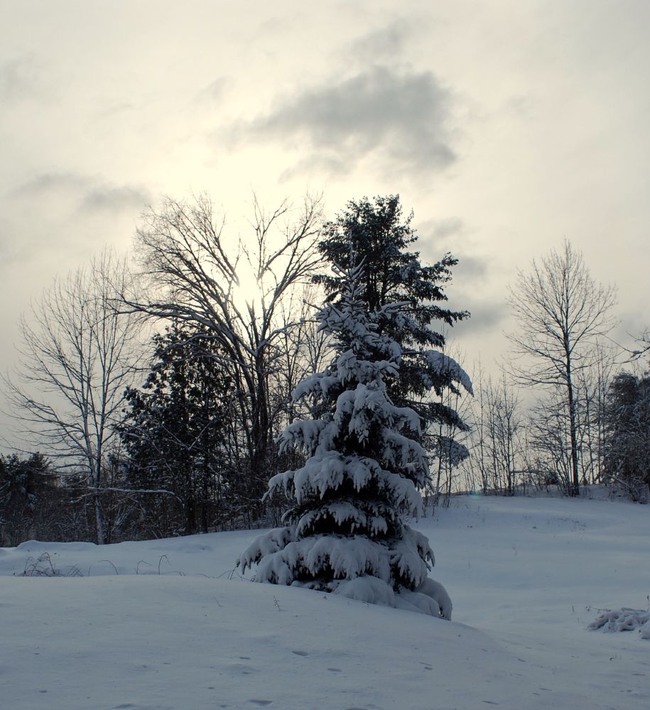 Pale yellow sky and sun with whispy gray clouds and a crooked pine tree completely shrouded in snow, growing on a snowy hillside.