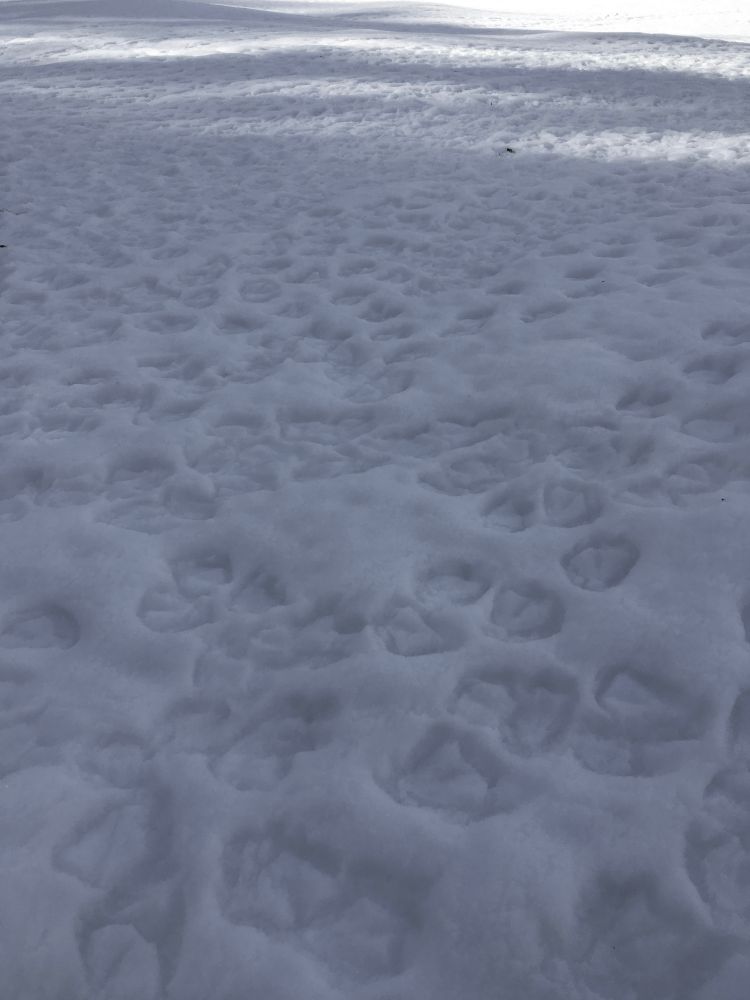 Duck footprints in the snow