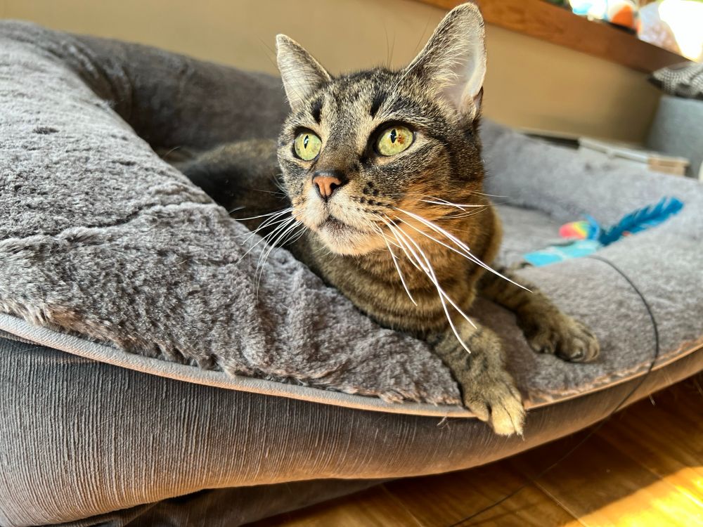 A cute polydactyl tabby cat sitting in a bit grey pet bed 
