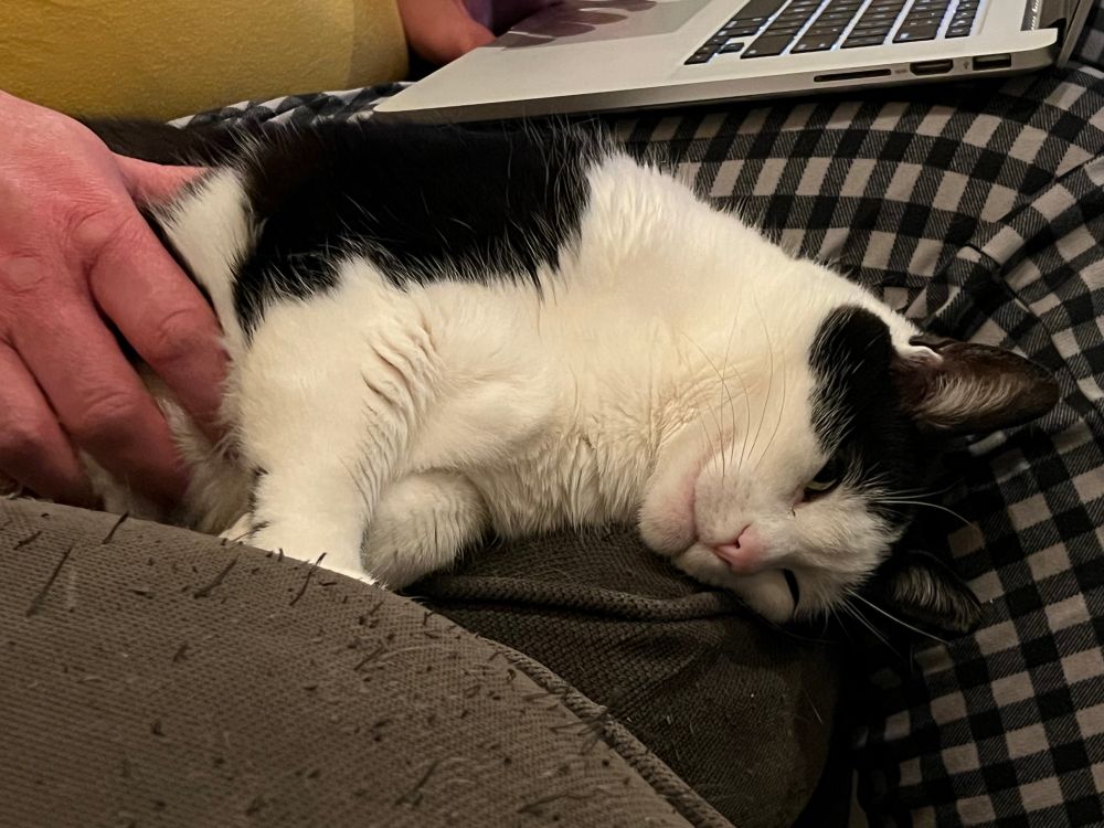 A black and white cat blissfully receiving a belly rub against a man’s leg on a sofa. 