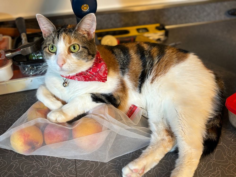 a sassy calico cat with a red bandana laying on a mesh bag of peaches on a counter. 