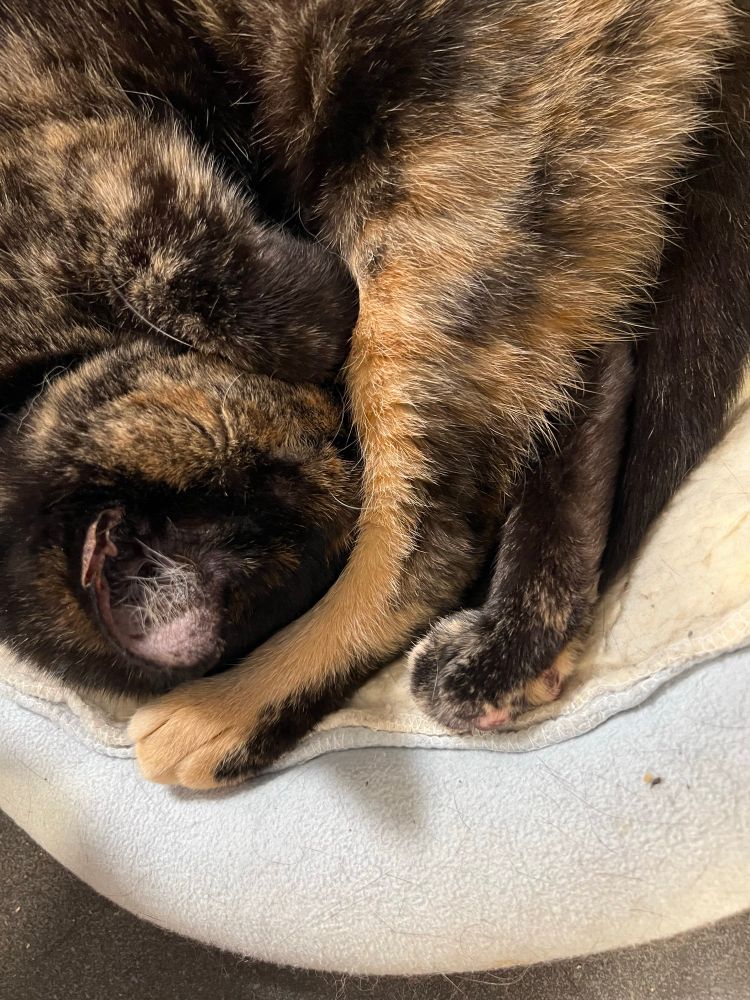 (Close up) A small tortie cat viewed from above curled into a ball on a cat bed on a desk. Her face is tucked in behind her leg. 