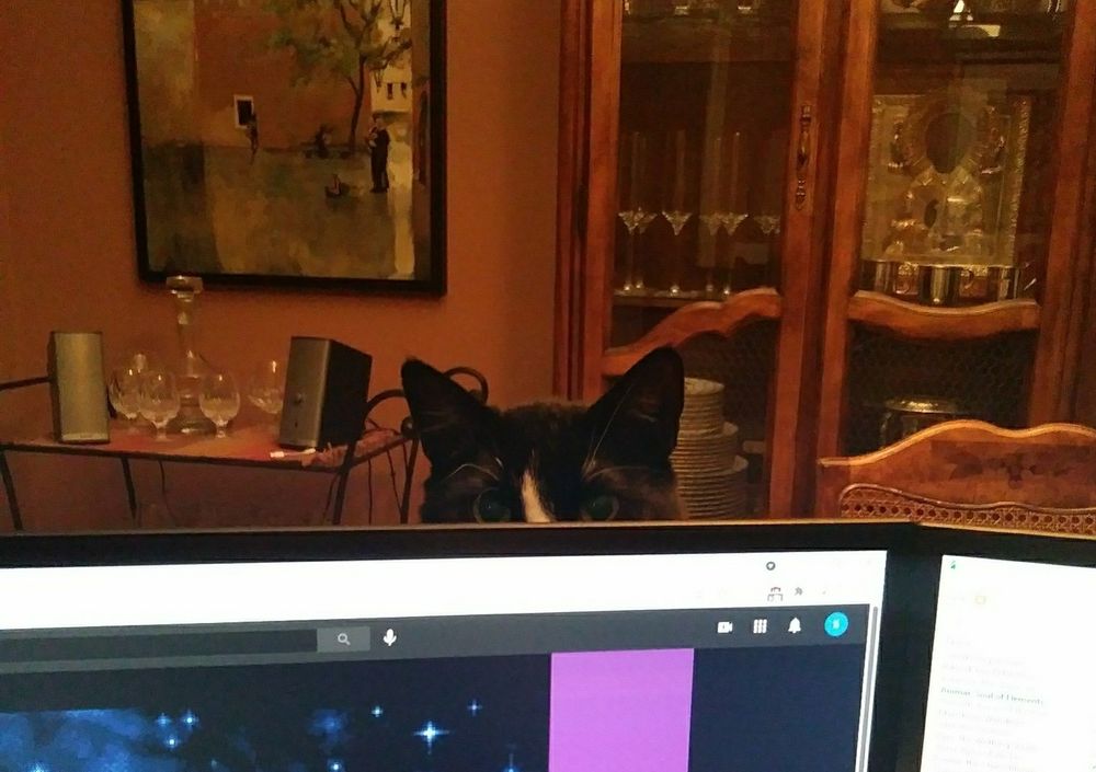 A tuxedo cat can just be seen poking their eyes over a computer monitor.