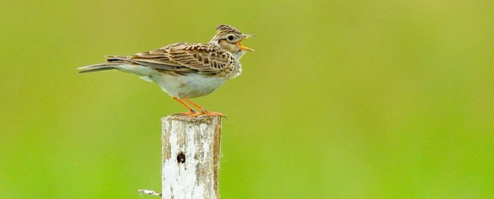 Kabinet negeert achteruitgang natuur