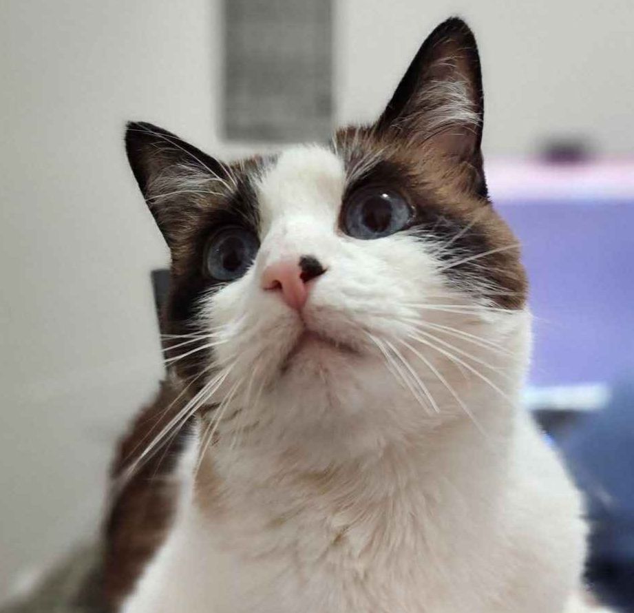 Ares, aka Boo Bear, the Cat of War is looking up at the camera with his big, beautiful blue eyes.