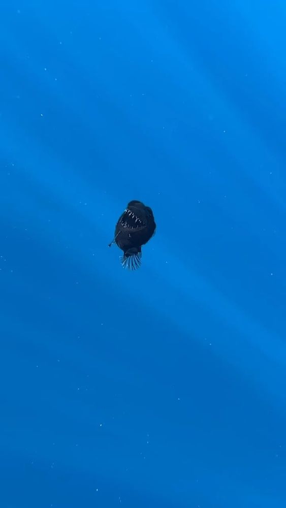 That one anglerfish (a black sea devil to be specific) from Spain that went viral months ago