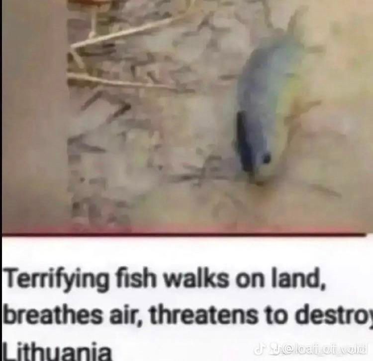 Image of a fish on some dirt with caption that reads "Terrifying fish walks on land, breathes air, threatens to destroy Lithuania"