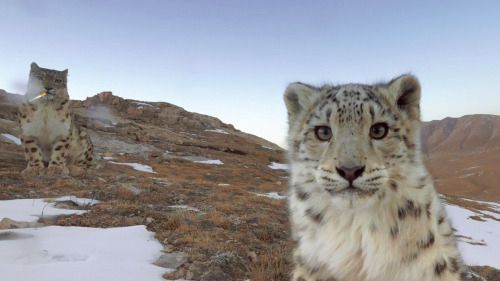 Two snow leopards looking at the viewer. The one in the far background is smoking a cigarette
