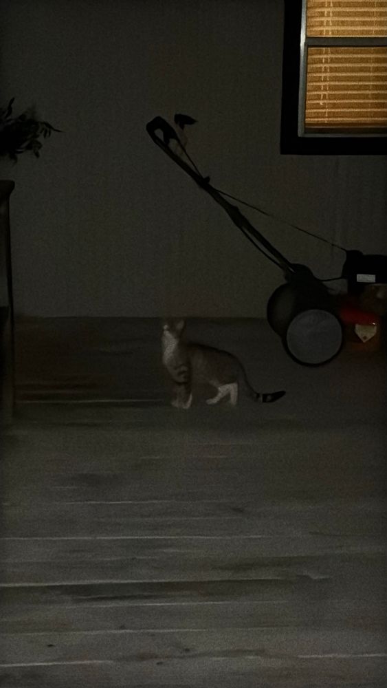 Cat at night by lawnmower