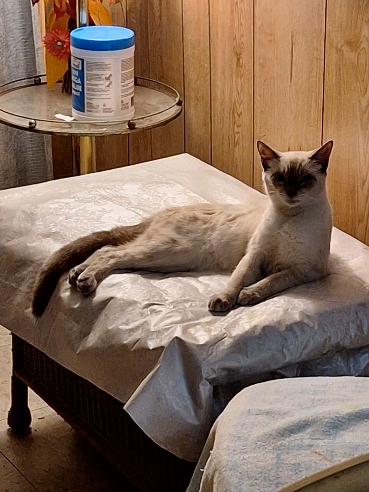 Toasted gray point kitten sitting in a lounge position on top of an ottoman chair.