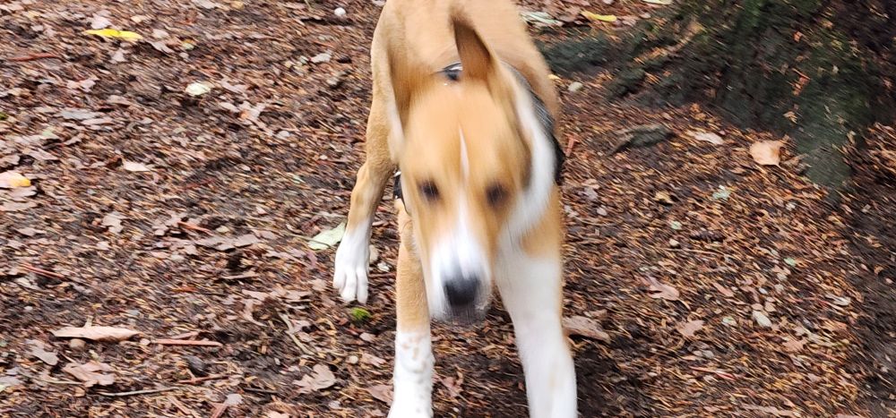 5 mo old Beagle mix puppy enjoying a rainy day for his first outing to a dog park 
