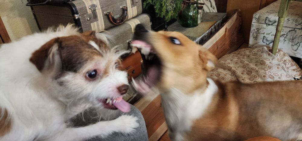 Also Mooz and Nena after they had their prezzies and treats. Nena is defending her position. 