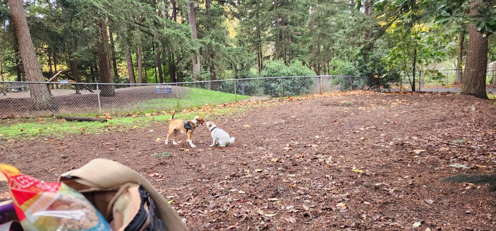 My dog & foster puppy playing at our local dog park. 