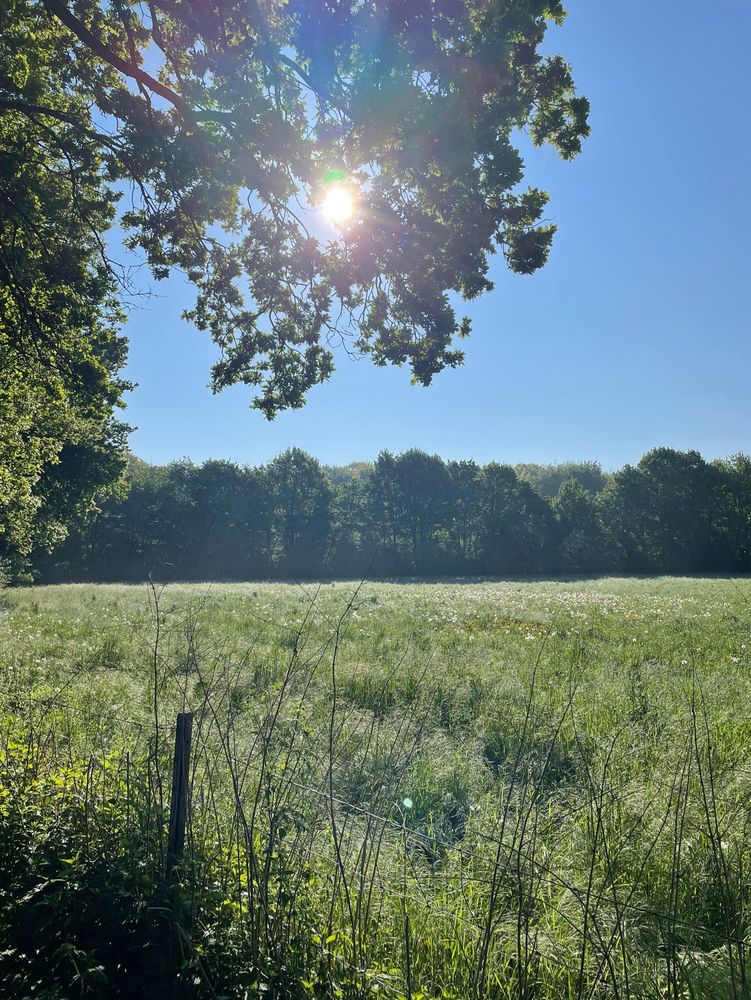 Nature scene at morning 