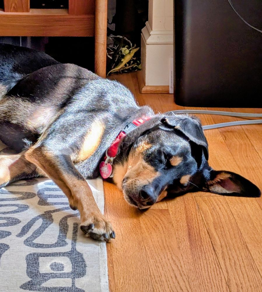 A black and tan dog lying on a wood floor with the sunlight from the window on his side