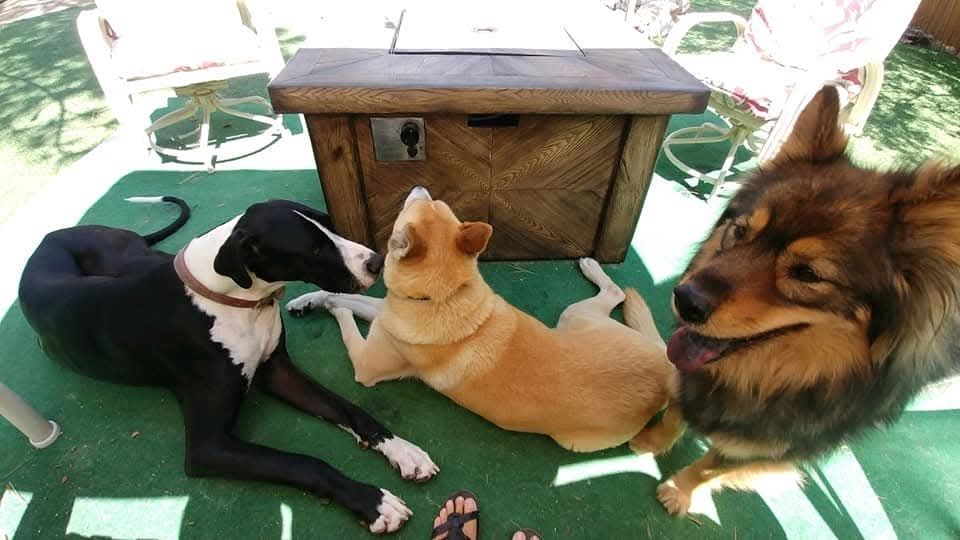 A photo of Winry the chow/gsd/husky mix hanging out in the shade of the doggy daycare's backyard with two other dogs.
