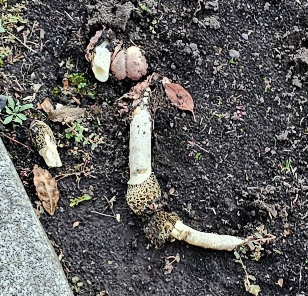 A photo of some interesting looking mushrooms