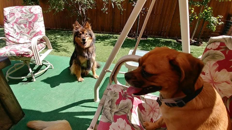 A photo of Winry the chow/gsd/husky mix sitting in a sunny spot in the doggy daycare's backyard. There is another dog in the foreground.